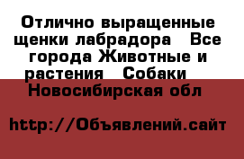 Отлично выращенные щенки лабрадора - Все города Животные и растения » Собаки   . Новосибирская обл.